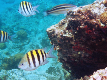 Sian Kaan Expedicion