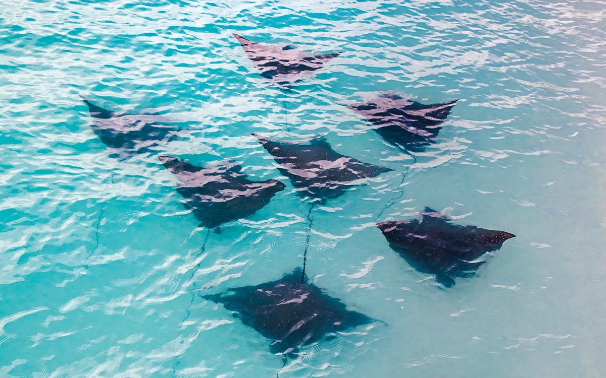 Cozumel El Cielo - Lancha