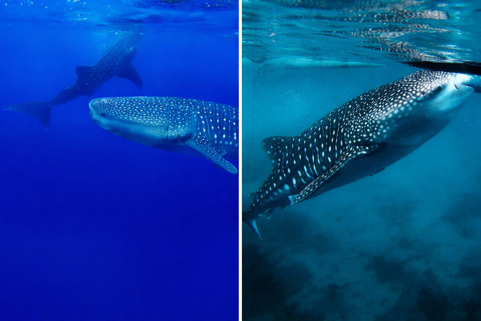 Tiburon Ballena
